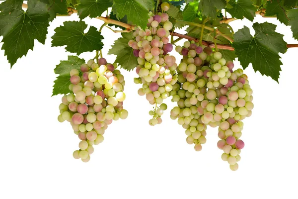 Ramo de uvas isolado sobre fundo branco — Fotografia de Stock