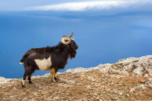 stock image Wild mountain goat in the natural environment, on the top of the mountain against the sky and the sea