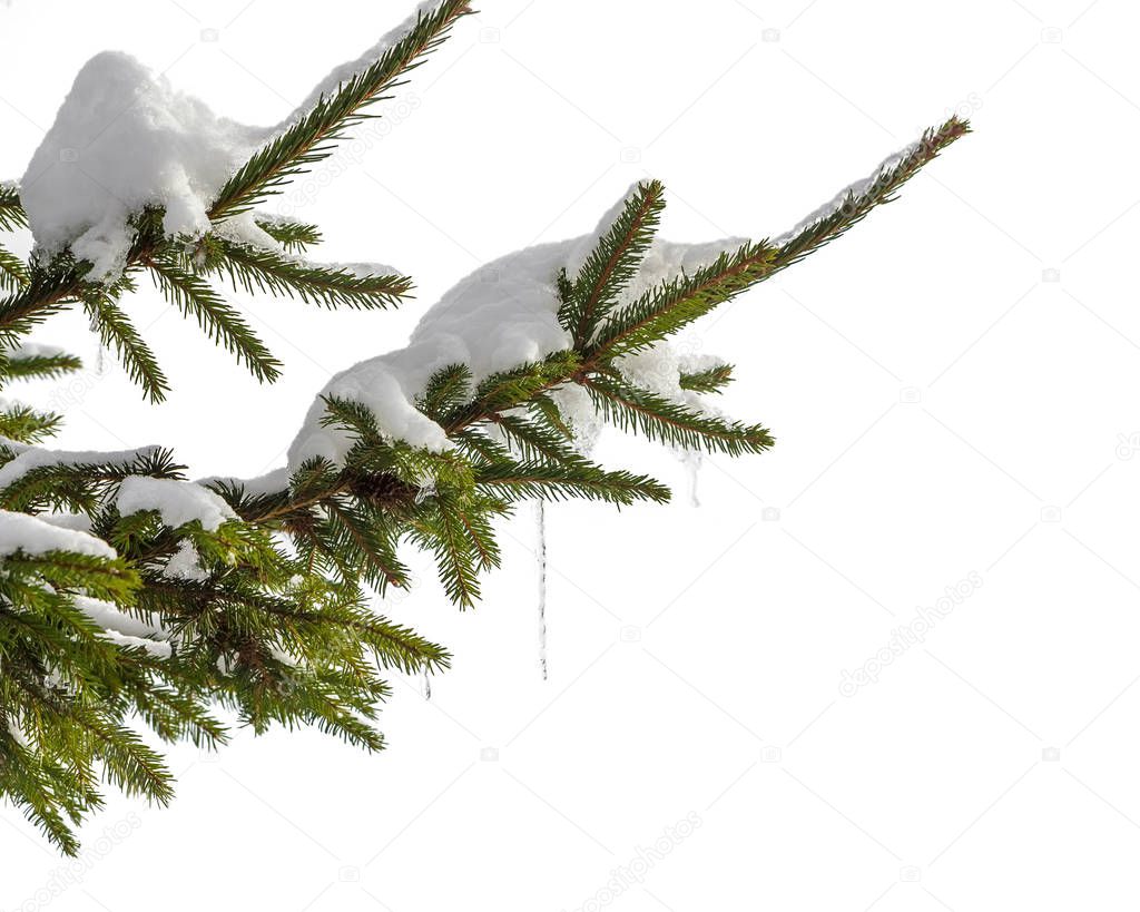 Snow-covered fir branch with icicles isolated on white background