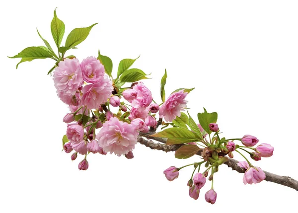 Rama de flores de sakura, aisladas sobre fondo blanco —  Fotos de Stock