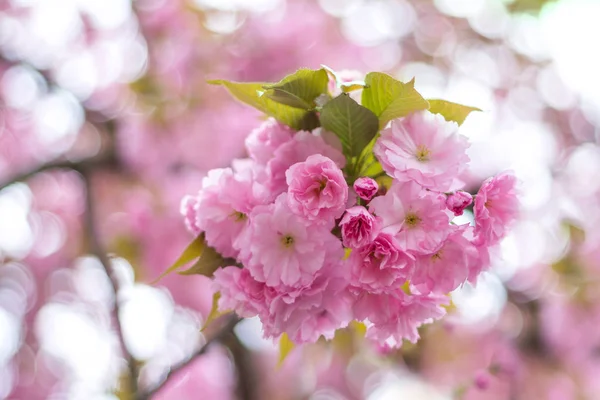 Um ramo de flor de sakura florescente, cereja japonesa — Fotografia de Stock