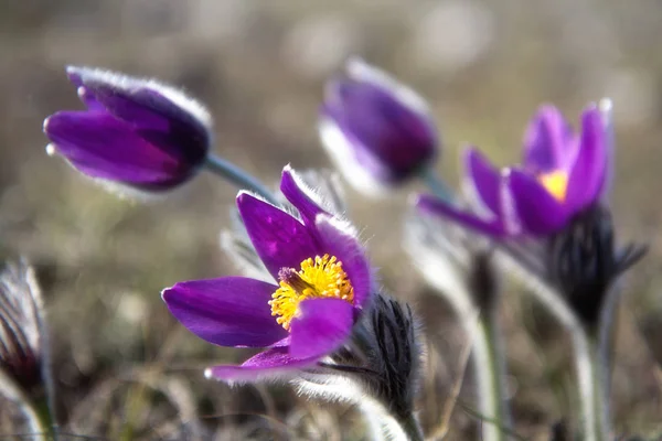 Wild Koniklec, Pulsatilla vulgaris, první jarní květiny — Stock fotografie