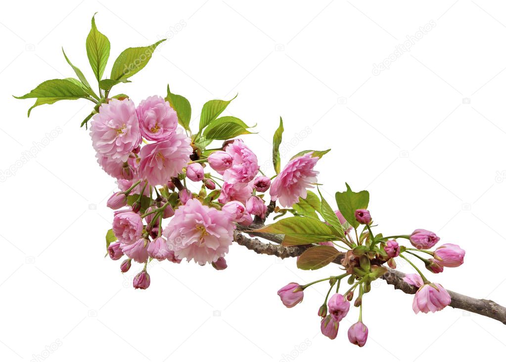 Branch of sakura blossoms, isolated on white background