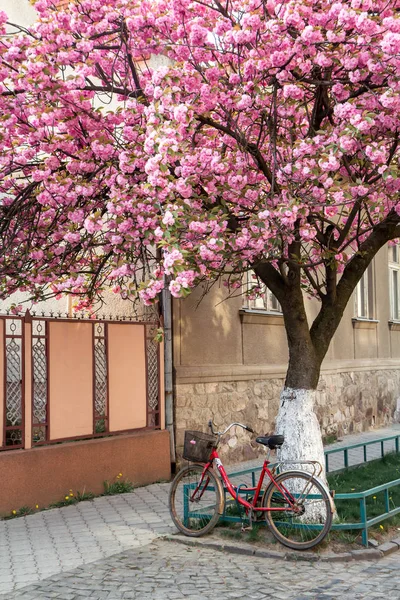 Bicycle with a basket stands near the blooming sakura tree
