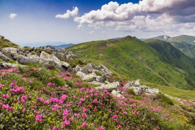 Vadi çiçekli çiçek açması pembe ormangülü dağlarda, 