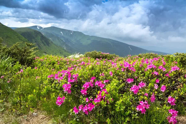 Rododendro rosa florescente nas montanhas, vale florido — Fotografia de Stock