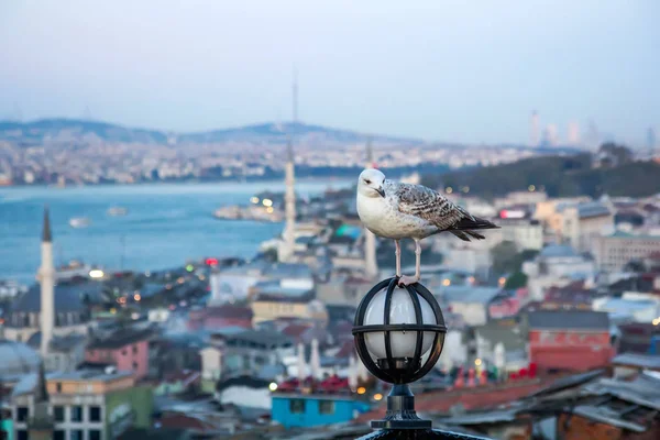 Burung camar duduk di atas lentera di atas latar belakang malam Istanbul — Stok Foto