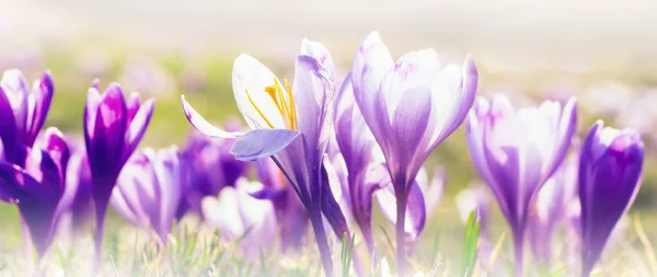 Bandeira Floral Com Crocos Fundo Colorido Primavera — Fotografia de Stock