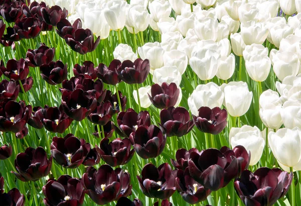 Stanbul Türkiye Deki Lale Festivalinde Beyaz Siyah Lalelerin Renkli Zıt — Stok fotoğraf
