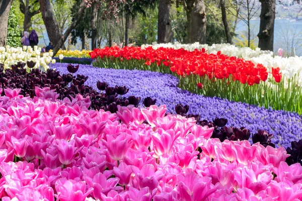 Coloridos Canteiros Flores Tulipas Brilhantes Festival Tulipas Primavera Emirgan Park — Fotografia de Stock