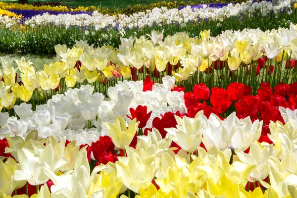 Luminoso Colorido Tulipán Macizos Flores Primer Plano Festival Tulipán —  Fotos de Stock