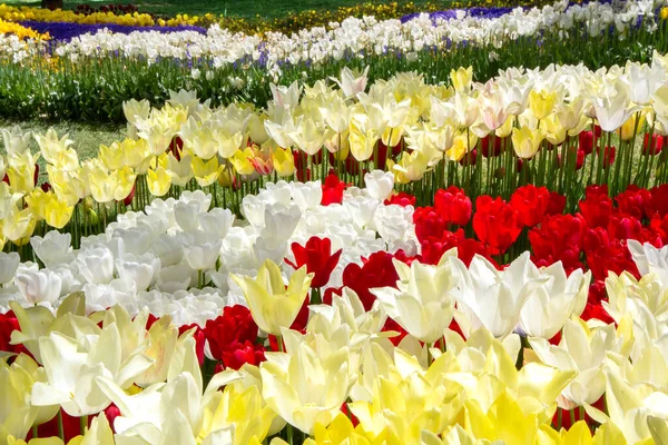 Bunte Tulpenbeete Nahaufnahme Beim Tulpenfest — Stockfoto