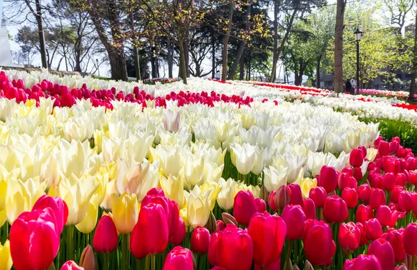 Квіткові Ліжка Тюльпанів Закриті Парку Емірган Стамбул Туреччина Весняного Фестивалю — стокове фото