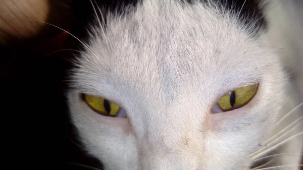 Gato Cor Branca Bonito — Fotografia de Stock
