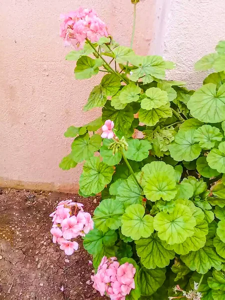 Est Fond Fleur Couleur Rose Avec Arbre Vert Sur Jardin — Photo