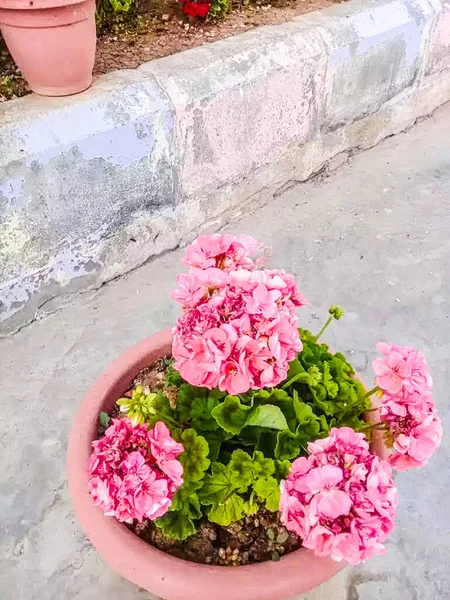 Questo Sfondo Colore Rosa Fiore Con Albero Verde Sul Giardino — Foto Stock