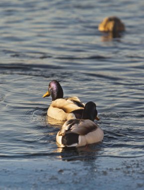 Kışın buz Nehri üzerinde ördek        