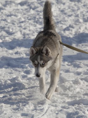 Kış Husky köpek yarışmaları, kış av köpekleri ile