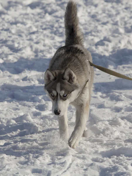 Kış Husky köpek yarışmaları, kış av köpekleri ile