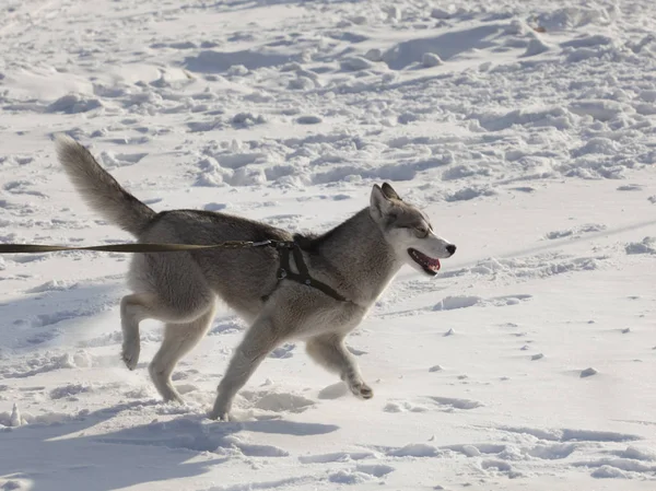 Winter Husky Dog Competitions, Winter Hunting with Dogs