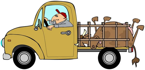 Vrachtwagen vervoeren van een dode koe — Stockfoto