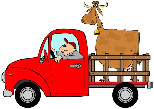 Truck hauling a cow