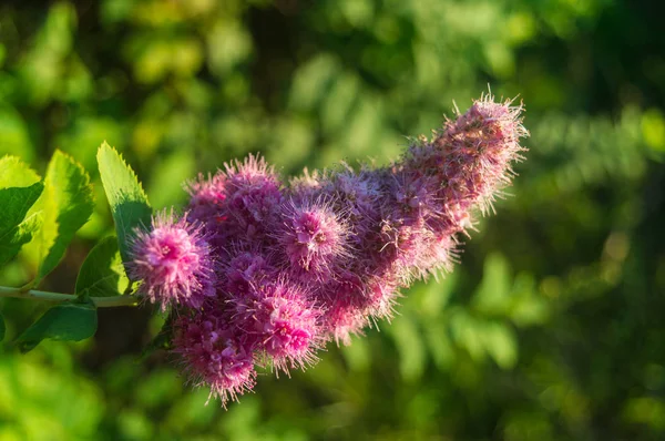 Fleur rouge dans le jardin dans l'après-midi — Photo