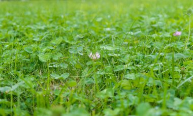 büyük yeşil çayır ot gün