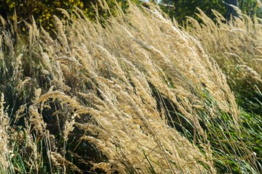 yüksek otların arasında öğleden sonra Rüzgar Kuru