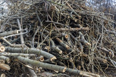 Ağaç dalları yerde yatar. ağaç dalları yakın plan