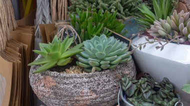 cam bir tencerede birkaç kaktüs, diğer yeşil bitkiler