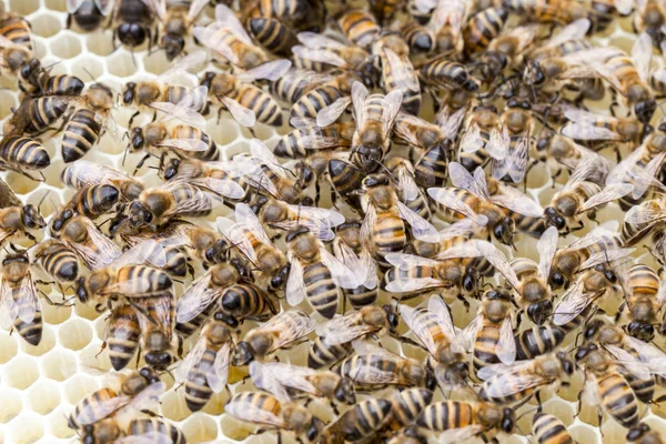 Bir Petek Bal Arıları — Stok fotoğraf
