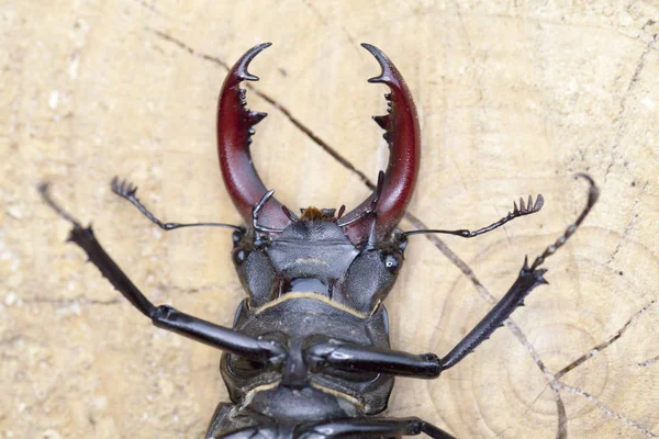 Stag beetle ahşap arka plan üzerinde — Stok fotoğraf