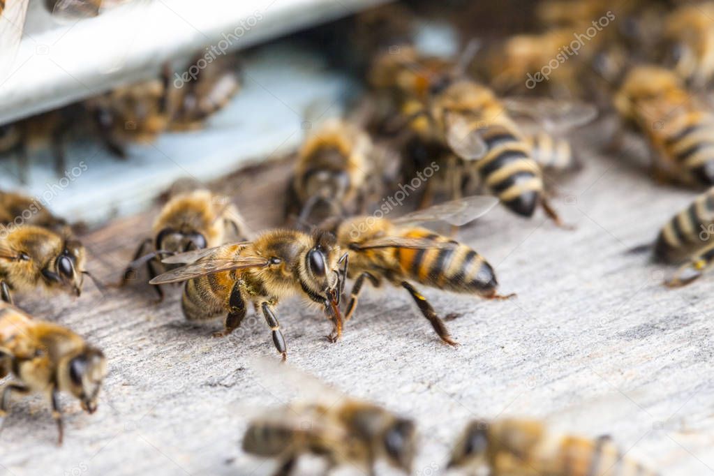 Honey bees communication with each other