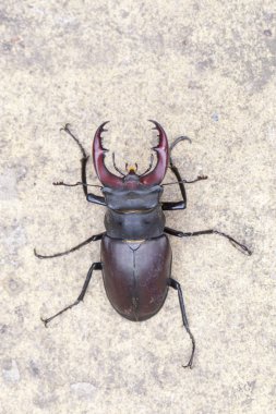 Stag beetle taş zemin üzerine 
