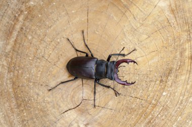 Stag beetle ahşap arka plan üzerinde 
