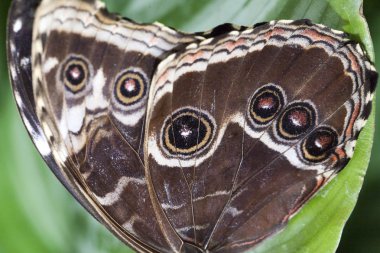 Baykuş göz kelebek kanatları arka plan 