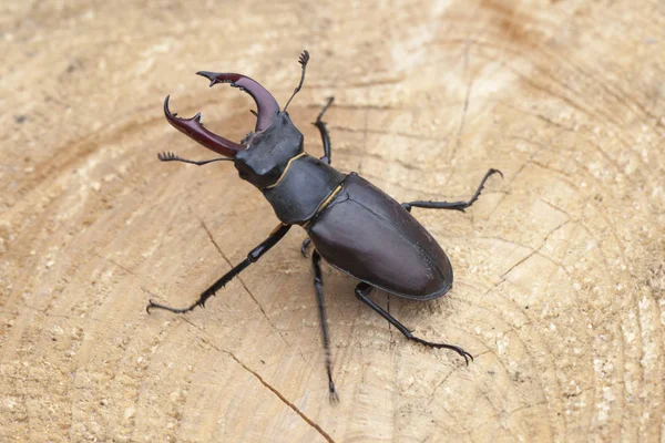 Scarabeo cervo su sfondo di legno — Foto Stock