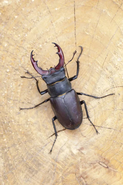 Stag beetle on wooden background — Stock Photo, Image