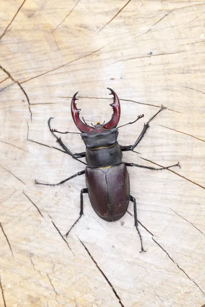 Escarabajo ciervo sobre fondo de madera —  Fotos de Stock