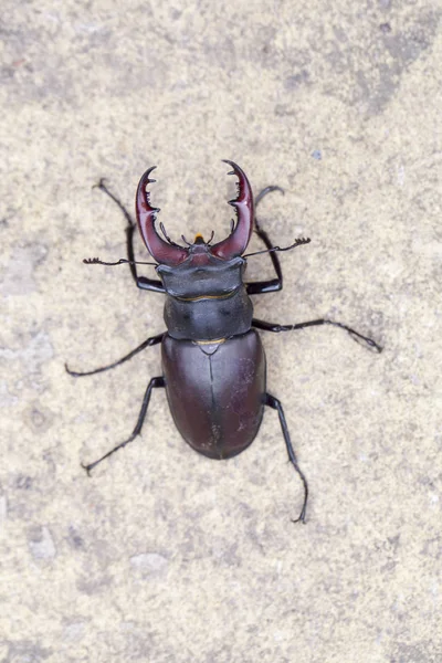 Stag beetle on stone background