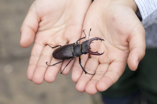 Escarabajo ciervo en la mano de los niños —  Fotos de Stock