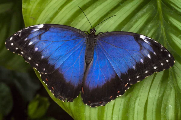 Hibou oeil papillon ailes fond — Photo