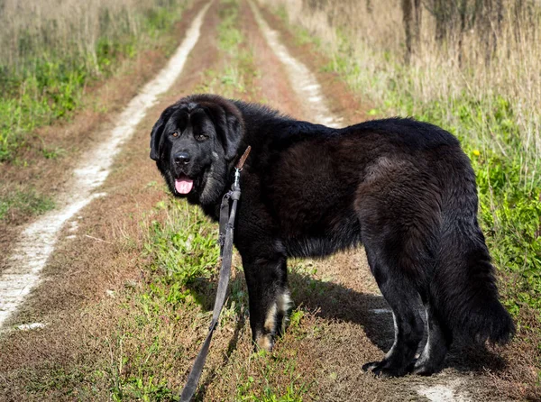 Black Newfoundland dog on country road