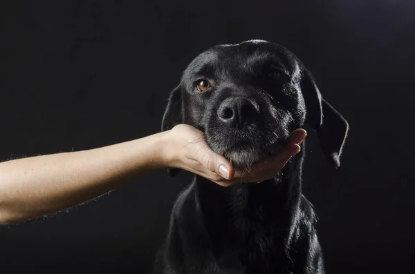 Cão preto em um fundo preto — Fotografia de Stock