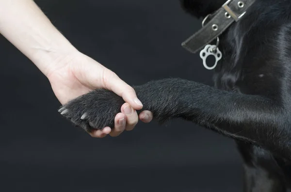 Cão preto em um fundo preto — Fotografia de Stock