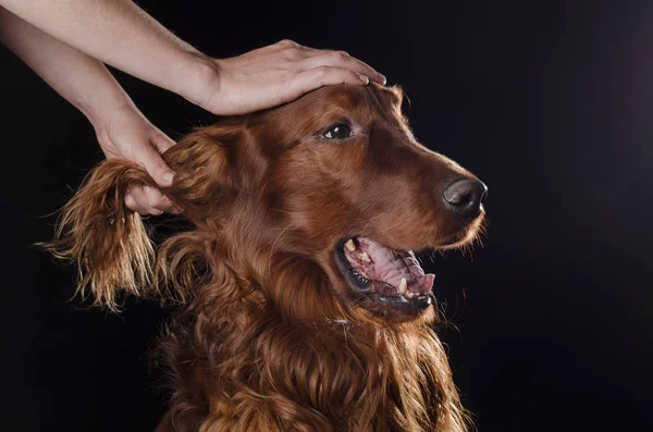 Dog under the care of a man — Stock Photo, Image