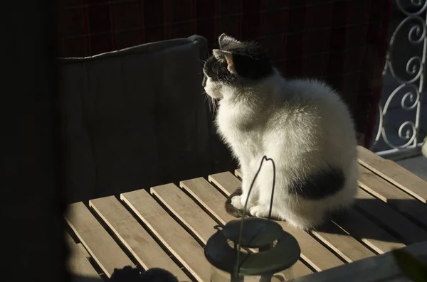 Katze am Morgen in der Sonne — Stockfoto