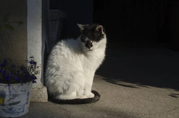 Кот по утрам на солнце — стоковое фото