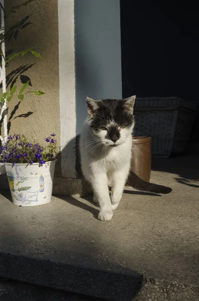 Gato en la mañana en el sol — Foto de Stock